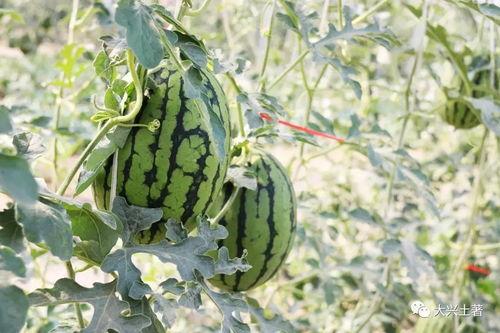 微山吃瓜网红,揭秘网络红人的幕后生活  第3张